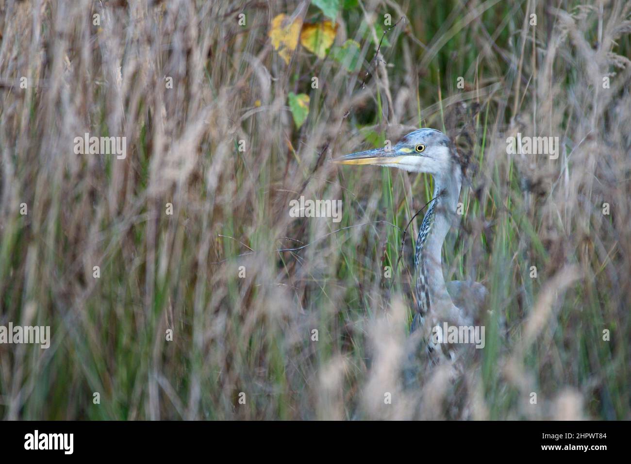 Héron gris (Ardea cinerea), caché dans la végétation riveraine, zone de subsidence minière, Bottrop, région de la Ruhr, Rhénanie-du-Nord-Westphalie, Allemagne Banque D'Images