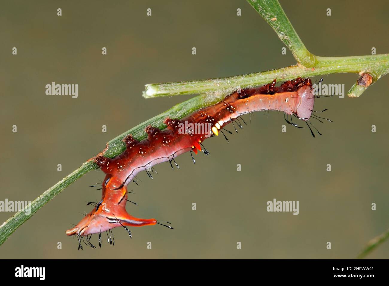 Larve Notodontid Moth Caterpillar, Neola semiaurata. Coffs Harbour, Nouvelle-Galles du Sud, Australie Banque D'Images