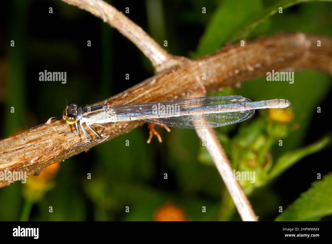 Common Bluetail Damselfly, Ischnula heteroticta. Femme Coffs Harbour, Nouvelle-Galles du Sud, Australie Banque D'Images