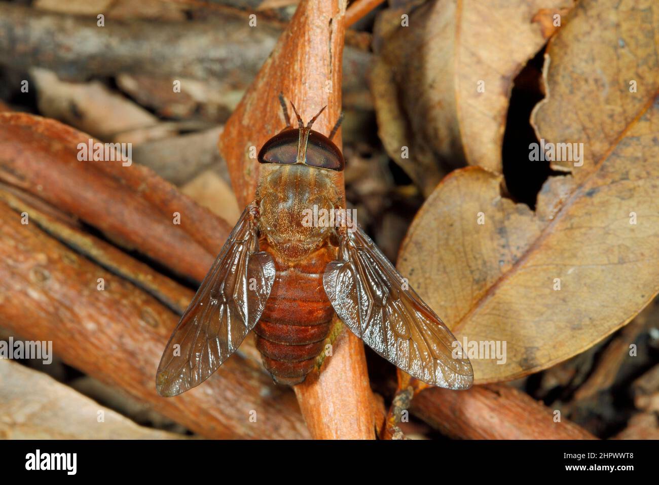 Mouche de mars rougeâtre-brun, Cydistomyia fergusoni. Également connu sous le nom de Horse Fly. Ils se nourrissent du sang de leurs victimes, qui comprend les humains. Banque D'Images