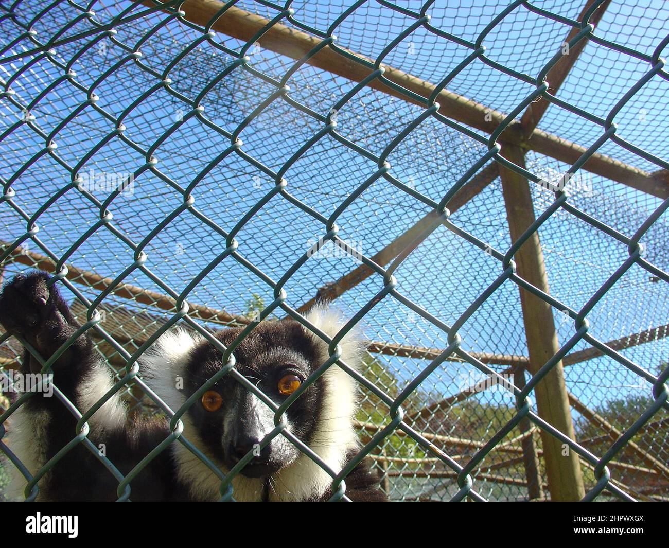 Les lémuriens à volant noir et blanc sont les plus grands lémuriens, que l'on trouve seulement sur l'île de Madagascar, herbivores, se nourrissant de feuilles, de pousses, de fleurs et de fruits. Banque D'Images
