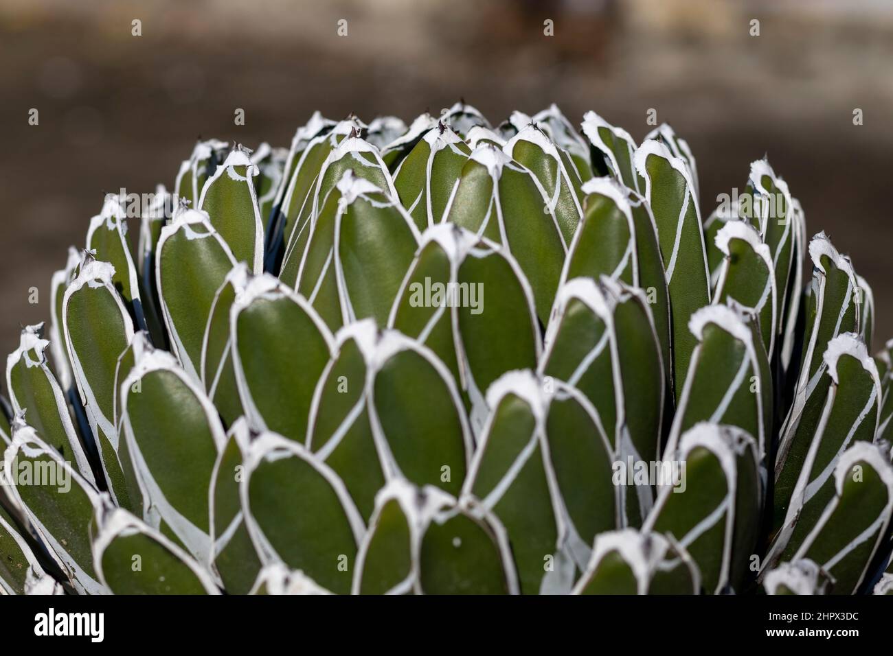 Plante royale agave avec de belles feuilles Banque D'Images
