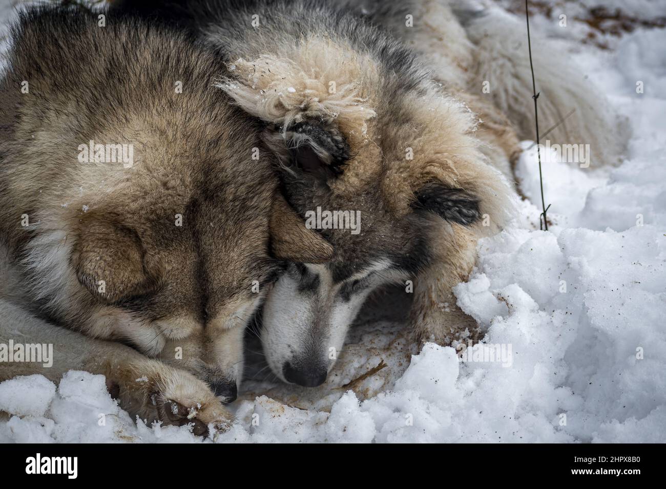 Les Malamutes d'Alaska creusent un trou dans la neige Banque D'Images