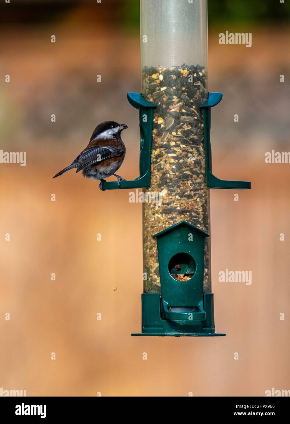 Oiseau au mangeoire en hiver à Victoria, C.-B., Canada. Chickadee à dos de châtaignier ( Poecile rufescens, anciennement Parus rufescens ). Banque D'Images