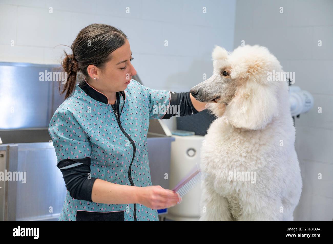 Jeune femme groomer toilettage d'un griffon blanc géant qui fait le contact avec les yeux Banque D'Images