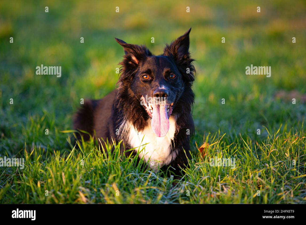 Border Collie chien gros plan portrait posant à l'extérieur avec une émotion heureuse. Un chien de collie surjoyeusement situé à la frontière, profitez d'une matinée dans la nature. Banque D'Images