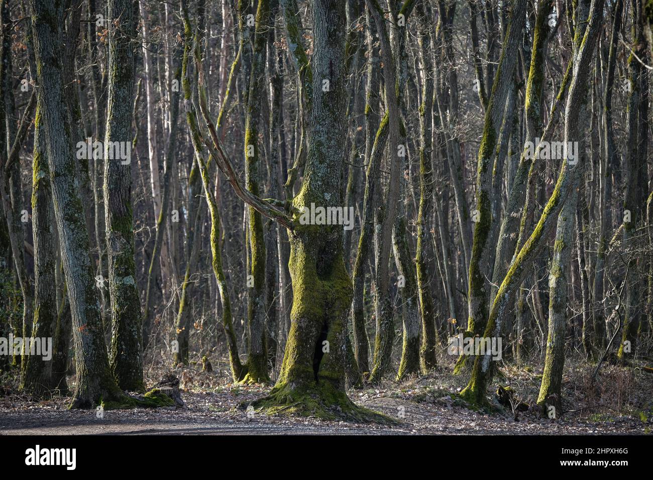 Lentilly (France), le 22 février 2022. Troncs d'arbres dans une forêt avec de la mousse verte. Banque D'Images