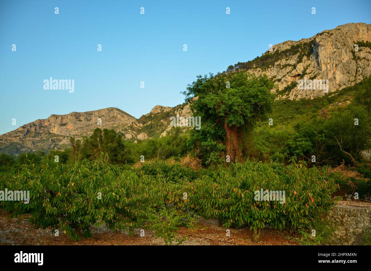 Le paysage rocheux mais vert de montagne sur la côte méditerranéenne de l'Espagne Banque D'Images