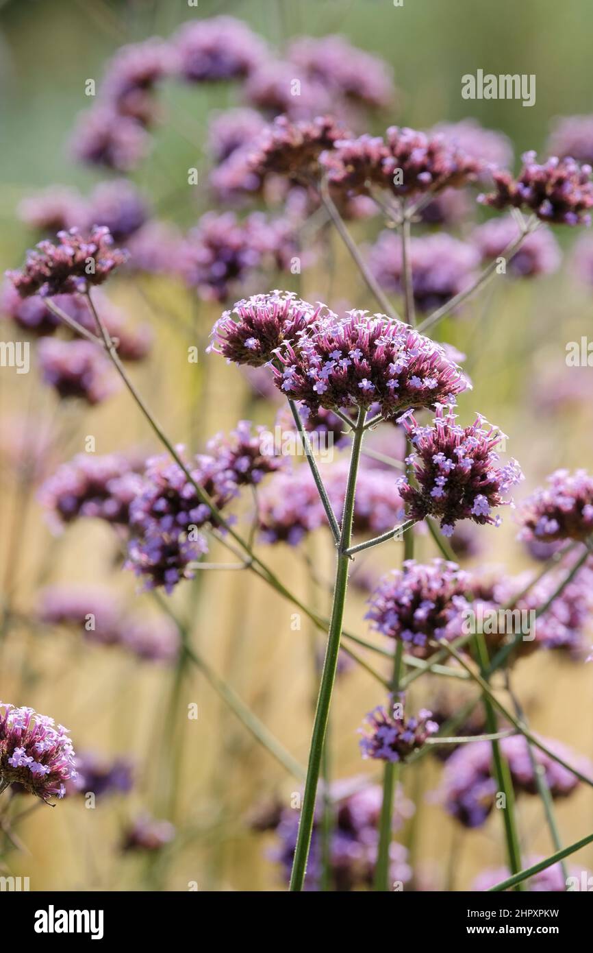 Verveine bonariensis, la cime vervain, la verveine de clustertop, la verveine Argentine, la verveine haute ou la jolie verveine, Banque D'Images