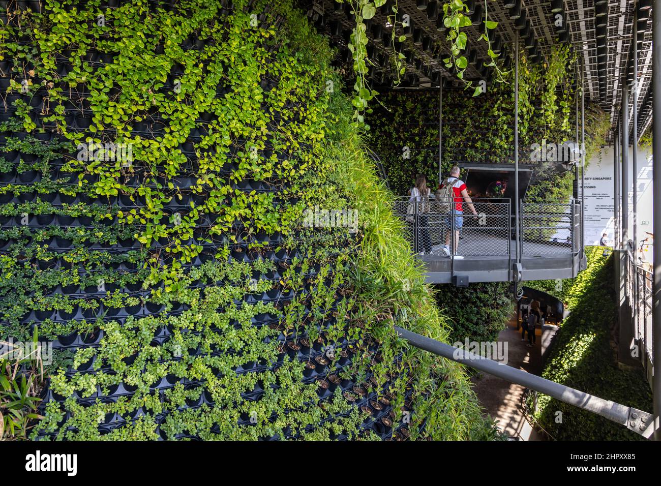 Le magnifique pavillon de Singapour inspiré de la nature dans le quartier de la durabilité à l'EXPO 2020 de Dubaï aux Émirats Arabes Unis. Banque D'Images