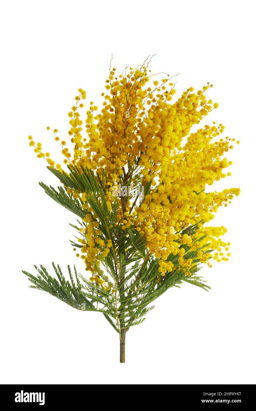 Fleurs Mimosa bouquet isolé sur fond blanc. Banque D'Images