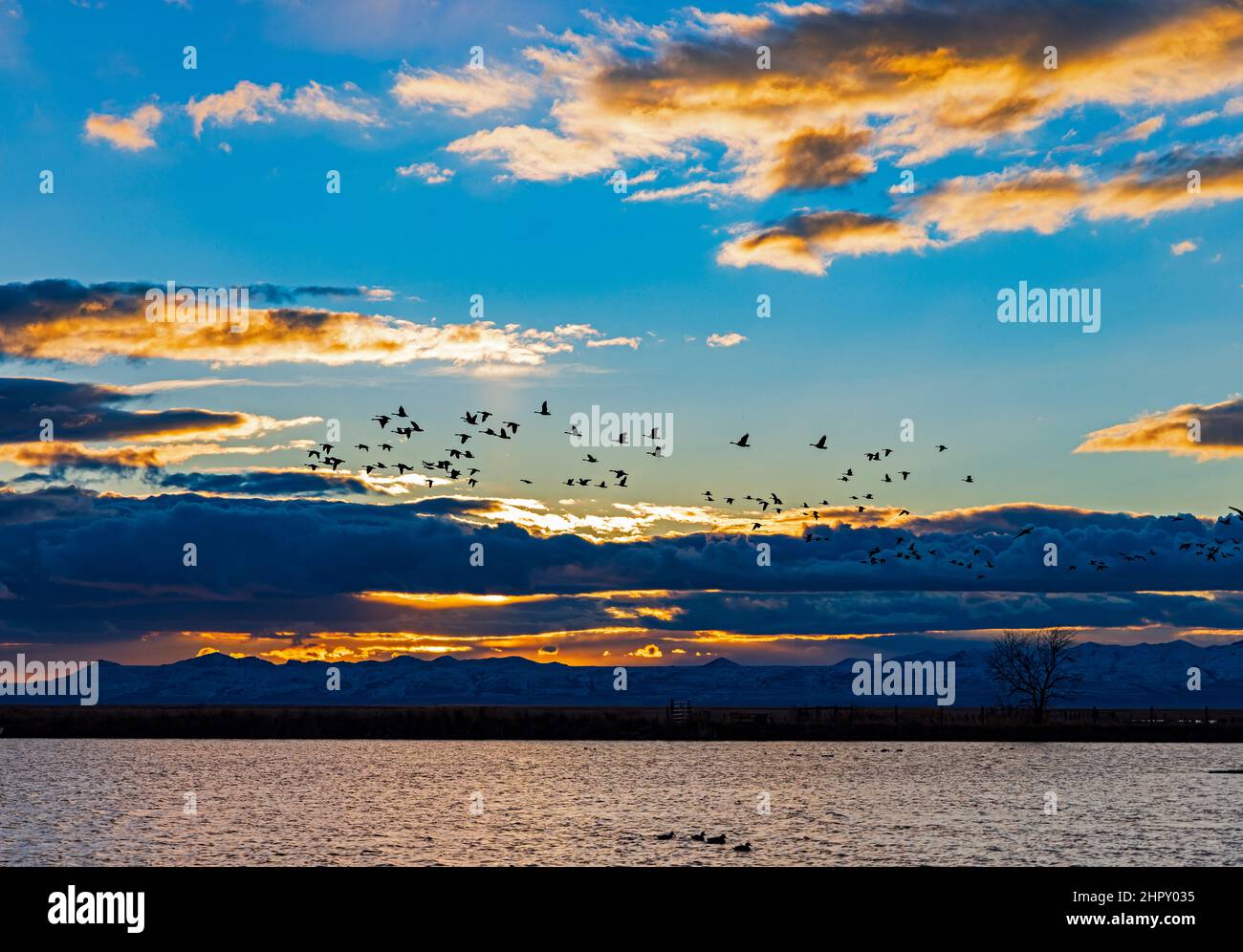 Les cygnes siffleurs (Cygnus columbianus) survolent l'eau au coucher du soleil dans la zone de gestion de la sauvagine de Farmington Bay, Farmington, Comté de Davis, Utah, États-Unis. Banque D'Images