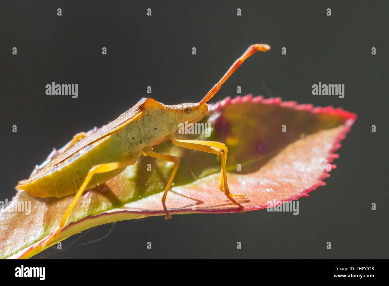 Gros plan d'un insecte d'insecte d'insecte d'insecte d'insecte d'armoise, Dolycoris baccarum, rampant sous la lumière du soleil dans la végétation. Banque D'Images