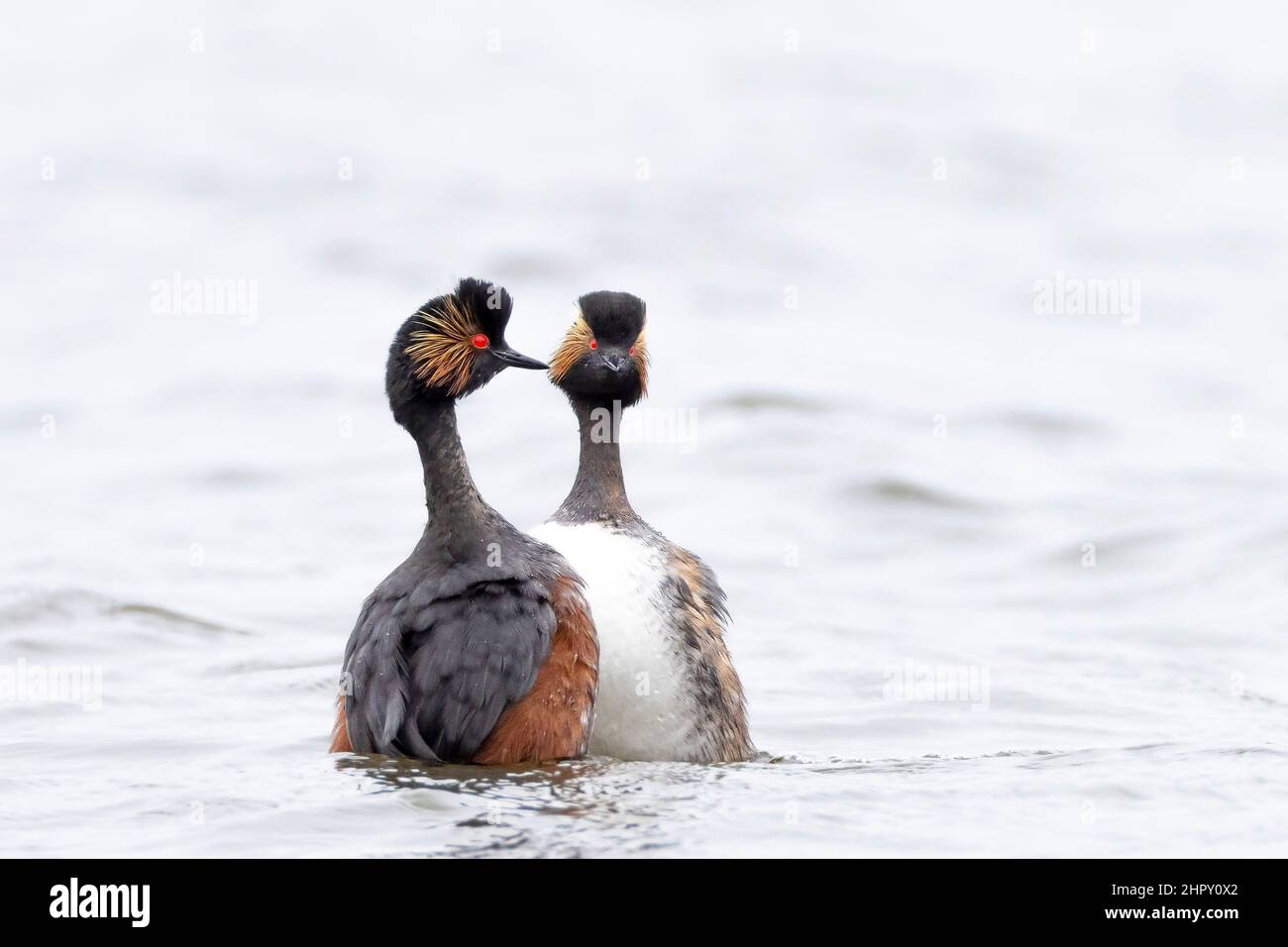 Gros plan d'un couple de grebe à col noir, podiceps nigricollis, en été plumage rituel de danse de la cour sur la surface d'eau d'un lac. Banque D'Images