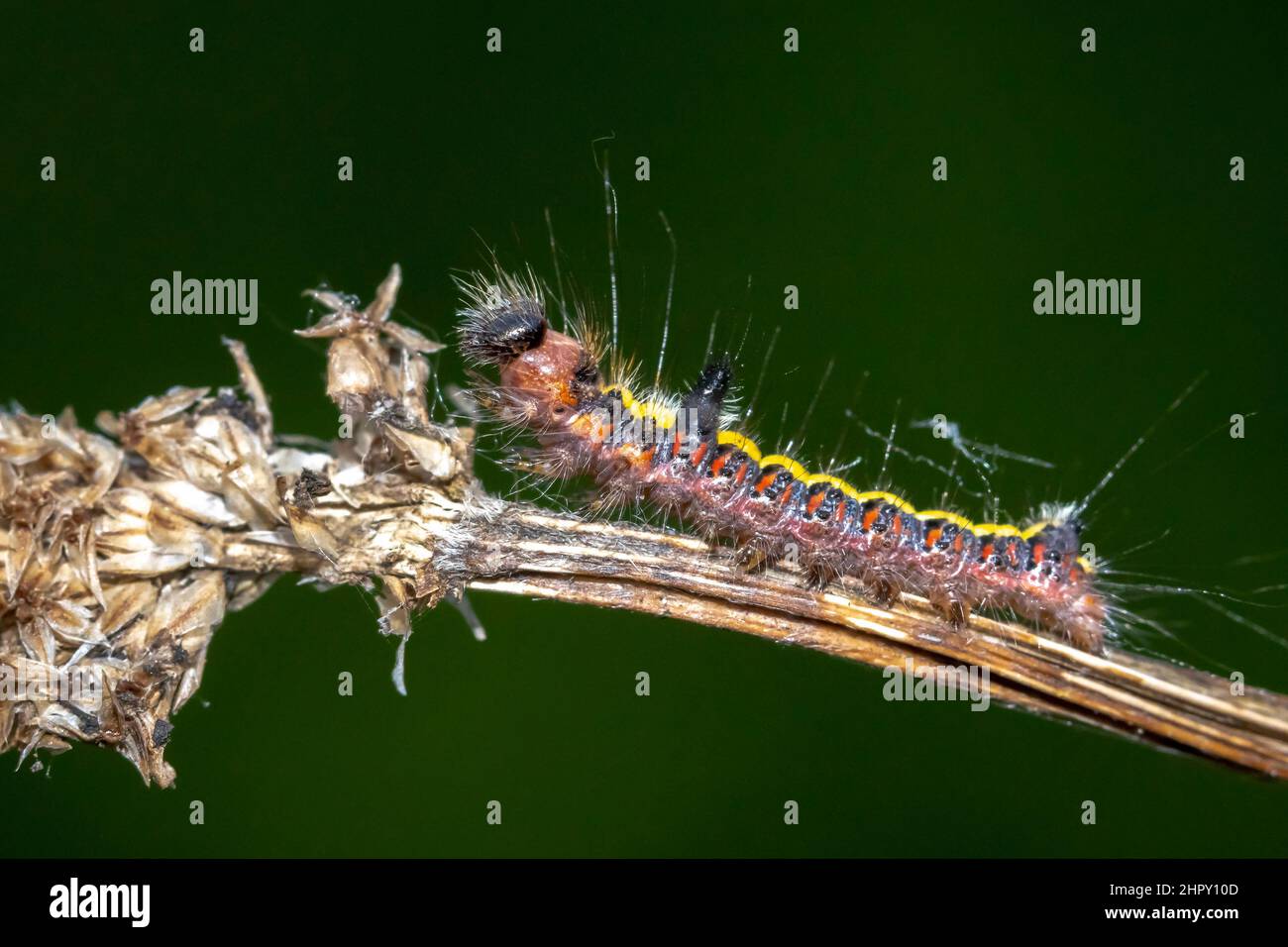 Gros plan d'une chenille d'un poignard gris, Acronicta psi, rampant de papillon et mangeant dans la forêt Banque D'Images