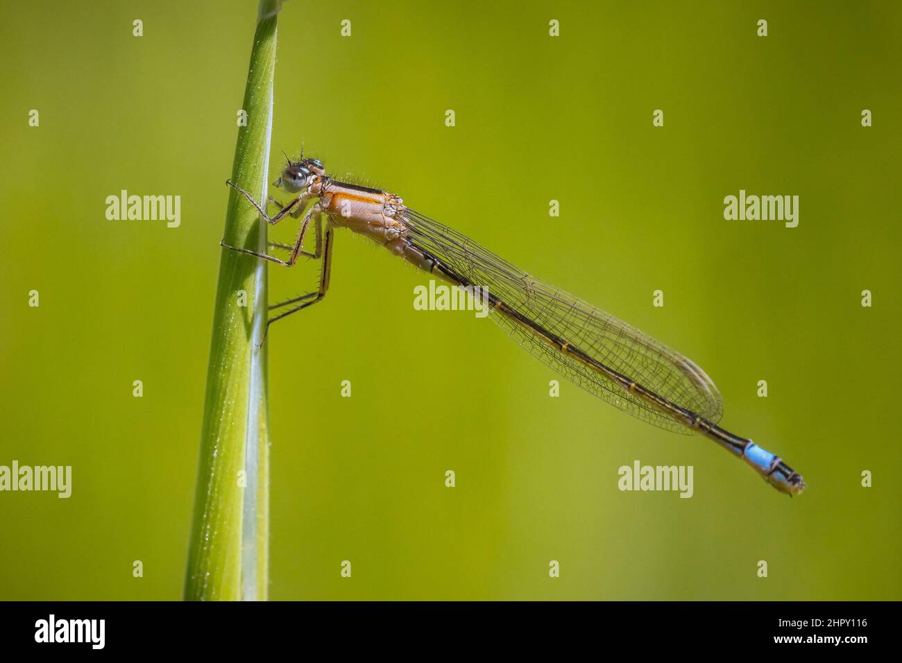 Macro gros plan d'une mouche à queue bleue Ischnula elegans sous forme de rufescens reposant sur l'herbe dans un pré coloré. Banque D'Images