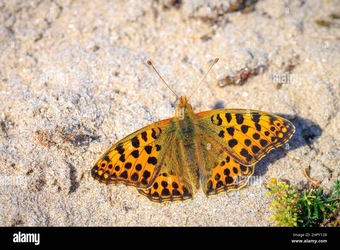 La reine d'espagne fritillary, issoria lathonia, papillon se reposant dans un pré. Paysage de dunes côtières, jour plein soleil. Banque D'Images