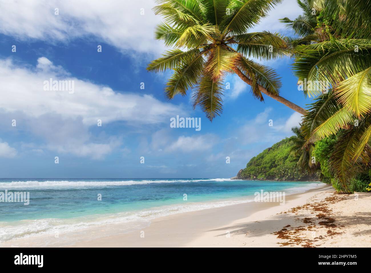 Palmiers Coco sur une plage de sable dans une île tropicale et une mer turquoise Banque D'Images