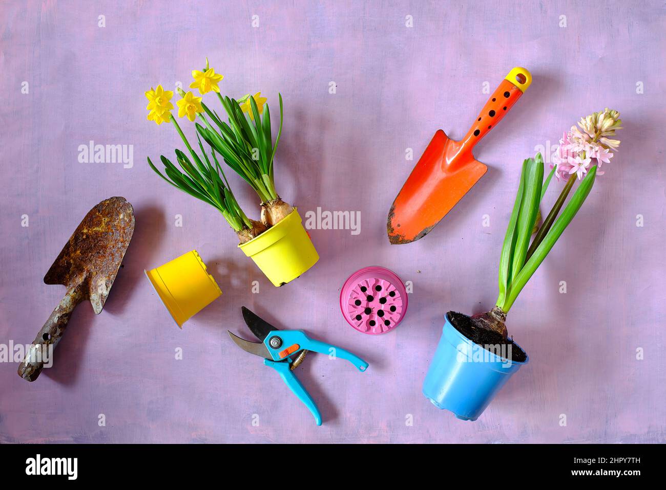 Flat Lay, jacinthe et fleurs jonquilles, équipement de jardinage sur table en bois. Jardinage au printemps, bon espace de copie Banque D'Images