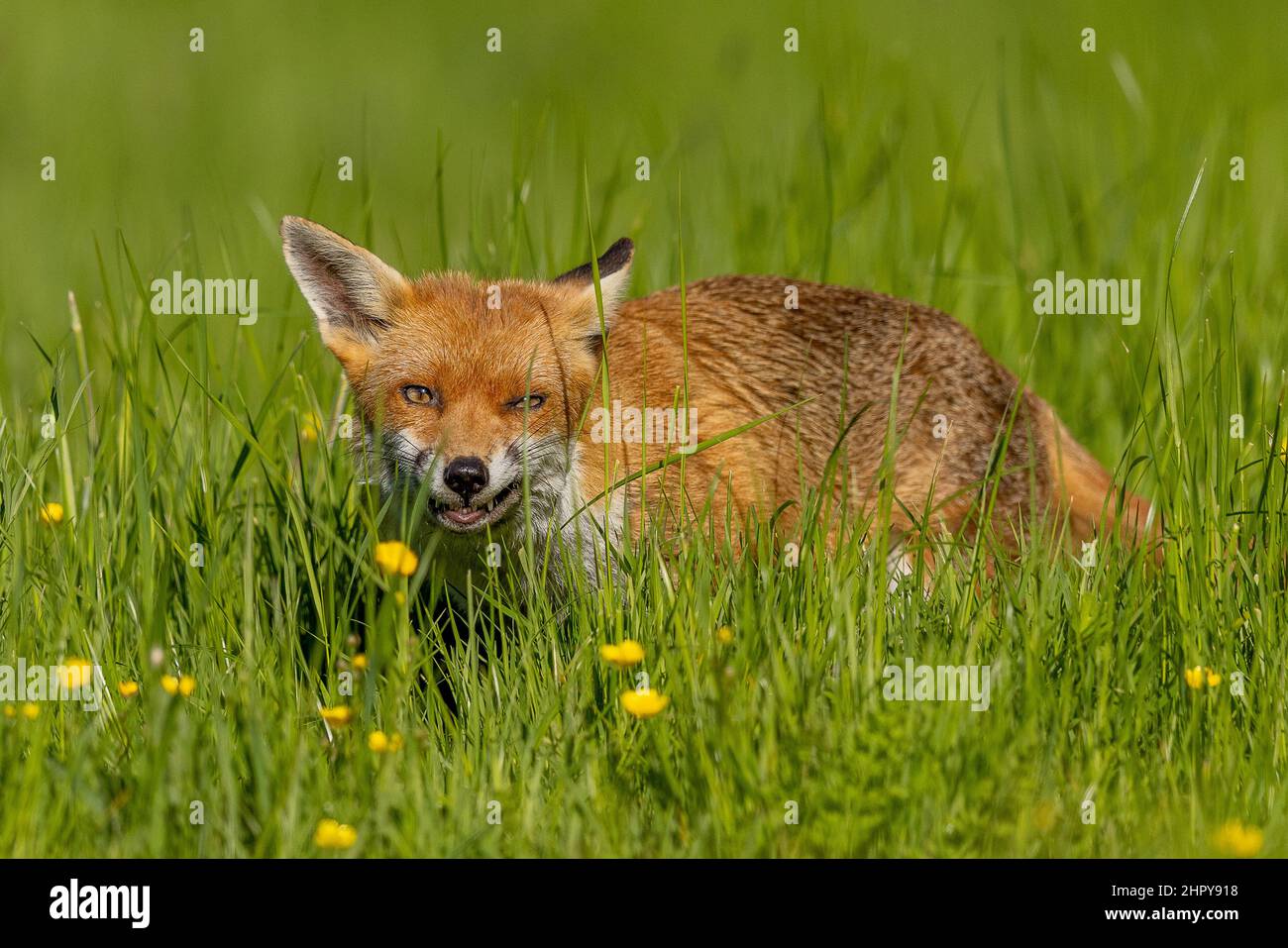 Renard roux dans un pré. Essex, Angleterre, Royaume-Uni Banque D'Images