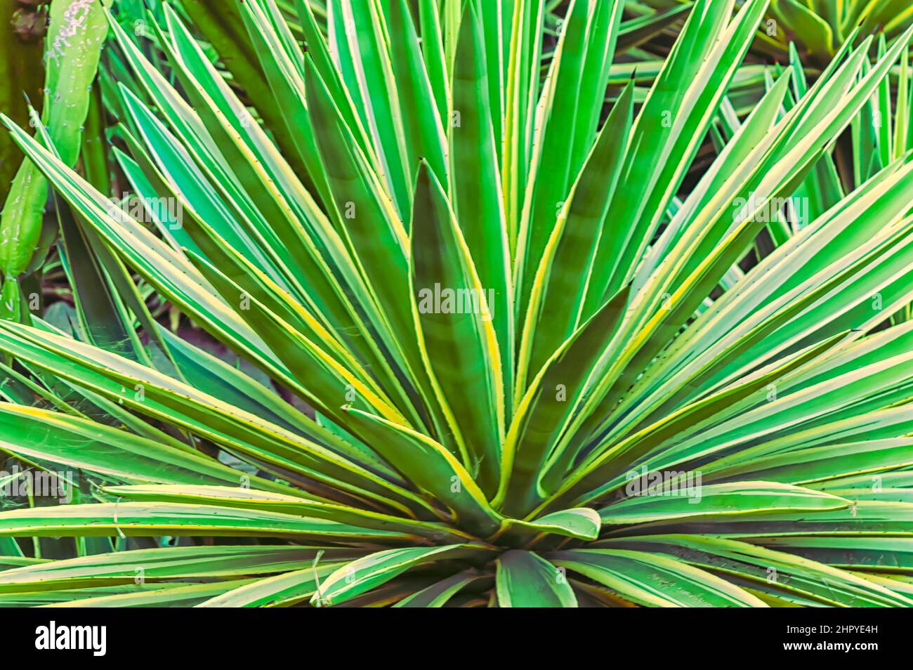 Yucca filamentosa poussant dans le jardin à l'intérieur des confins du fort de Golconda, Hyderabad, Telangana, Inde. Banque D'Images