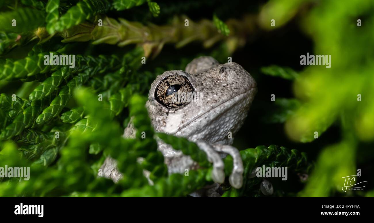 Foyer peu profond d'une grenouille d'arbre de Peron avec des plantes vertes et des feuilles dans la forêt Banque D'Images