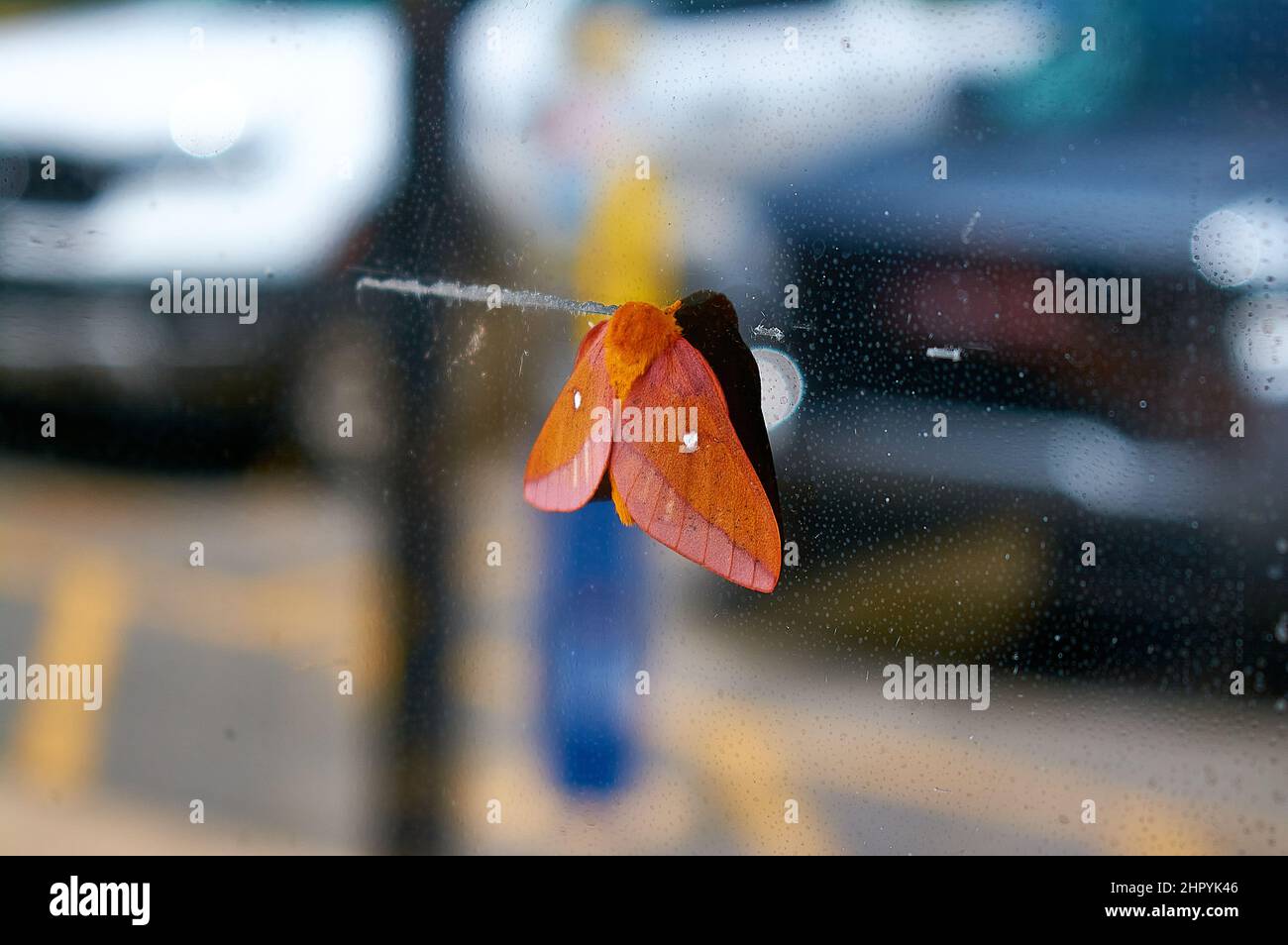 Gros plan d'un papillon Banque D'Images
