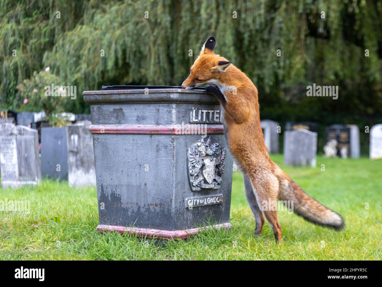 Le renard roux, l'Urbain (Vulpes vulpes), les recherches de nuit par sac  poubelle pour déchets alimentaires dans un jardin de devant à Londres,  Royaume-Uni Photo Stock - Alamy