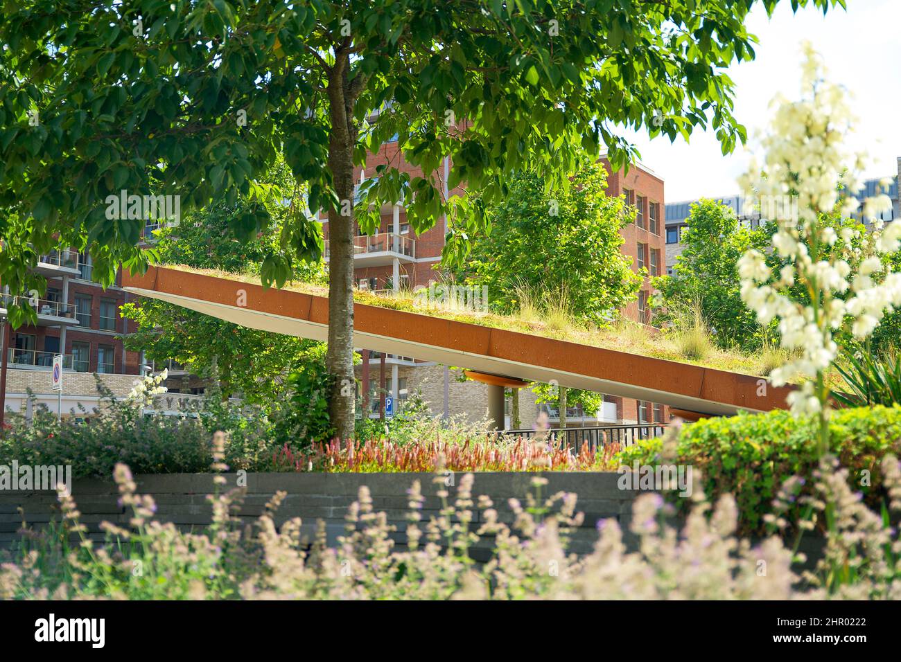 Jardin sur le toit de sedum fleuri sur un toit vert en été dans un environnement urbain Banque D'Images