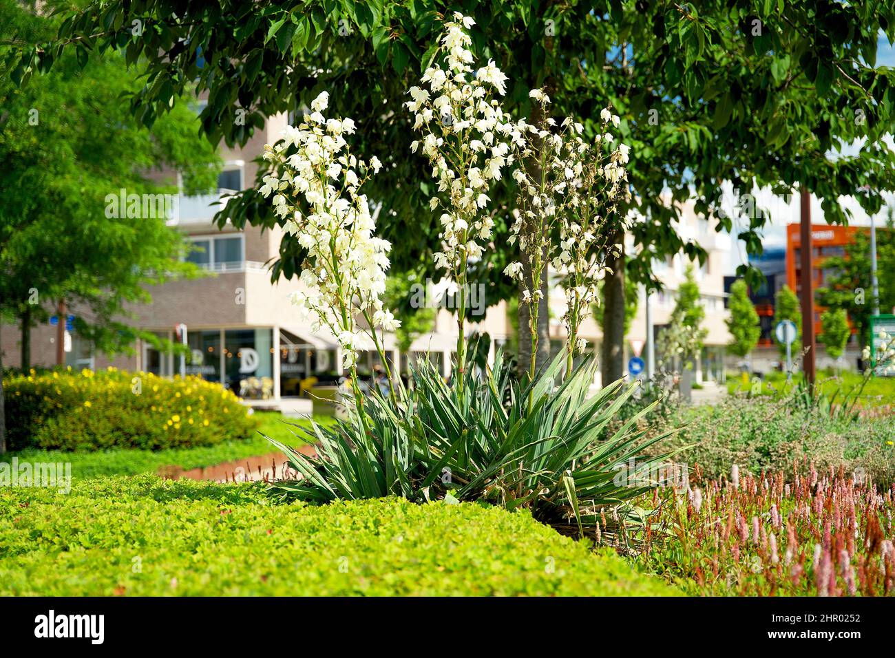 Jardin sur le toit de sedum fleuri sur un toit vert en été dans un environnement urbain Banque D'Images