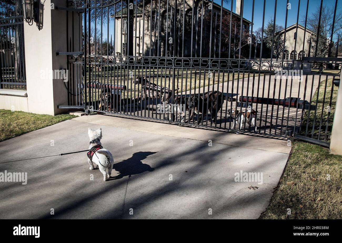 Rencontre - petit chien de Westie dans le harnais se tient à l'extérieur de la porte en métal à la maison sombre avec un gang de chiens aboyant de l'intérieur Banque D'Images