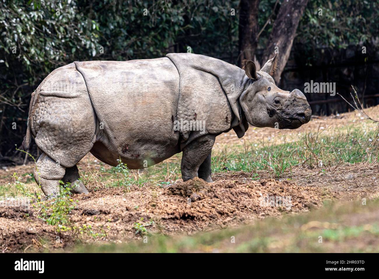 Rhinocéros debout dans la nature. Banque D'Images