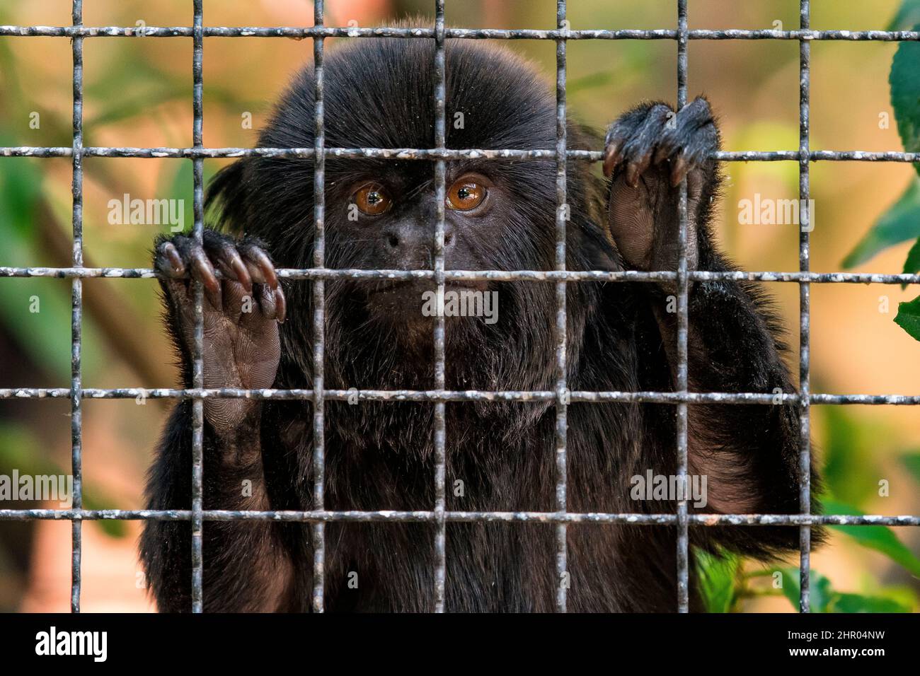 Portrait d'un singe de Goeldi (Callimico goeldii) dans une cage dans le Zoo de la Ménagerie du Musée national d'histoire naturelle, Paris, France Banque D'Images