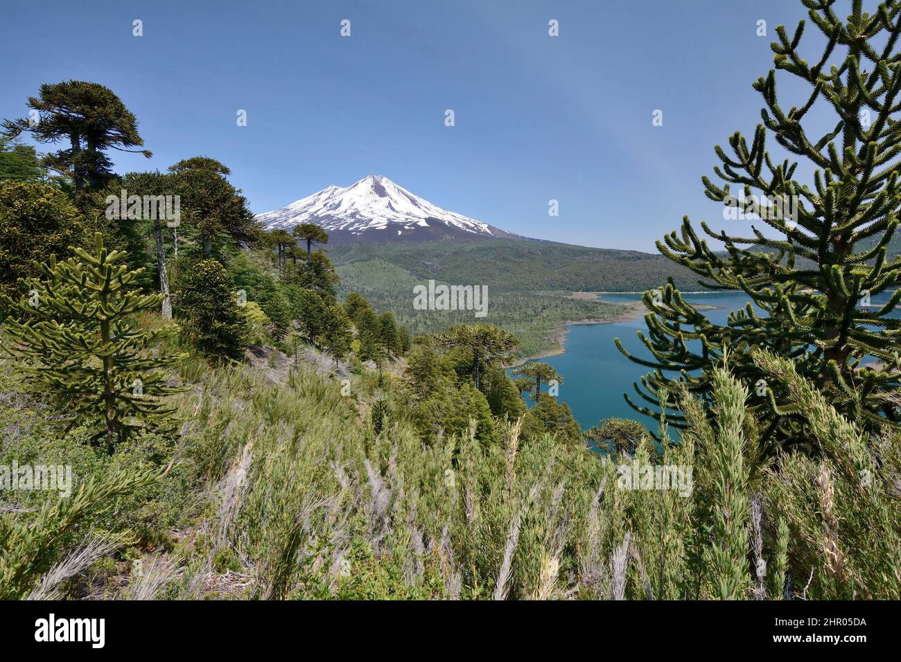 Lac Conguillio Et Volcan Llaima For t Chilienne D Araucaria Araucaria lac-conguillio-et-volcan-llaima-for-t-chilienne-d-araucaria-araucaria