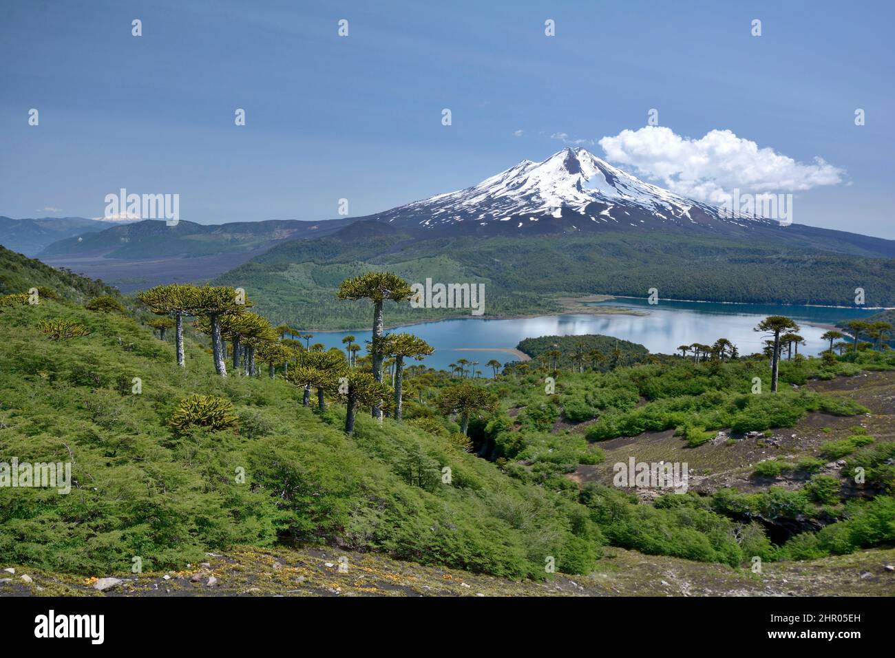 Lac Conguillio Et Volcan Llaima For t Chilienne D Araucaria Araucaria 