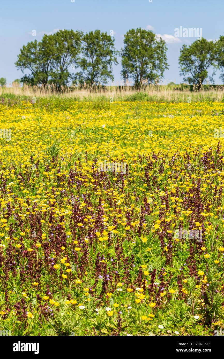 Paysage vertical avec des herbes sauvages colorées en fleurs de l'île et de la réserve naturelle de Tiengemeten Hoeksche Waard n South Holland dans les netéherlands Banque D'Images