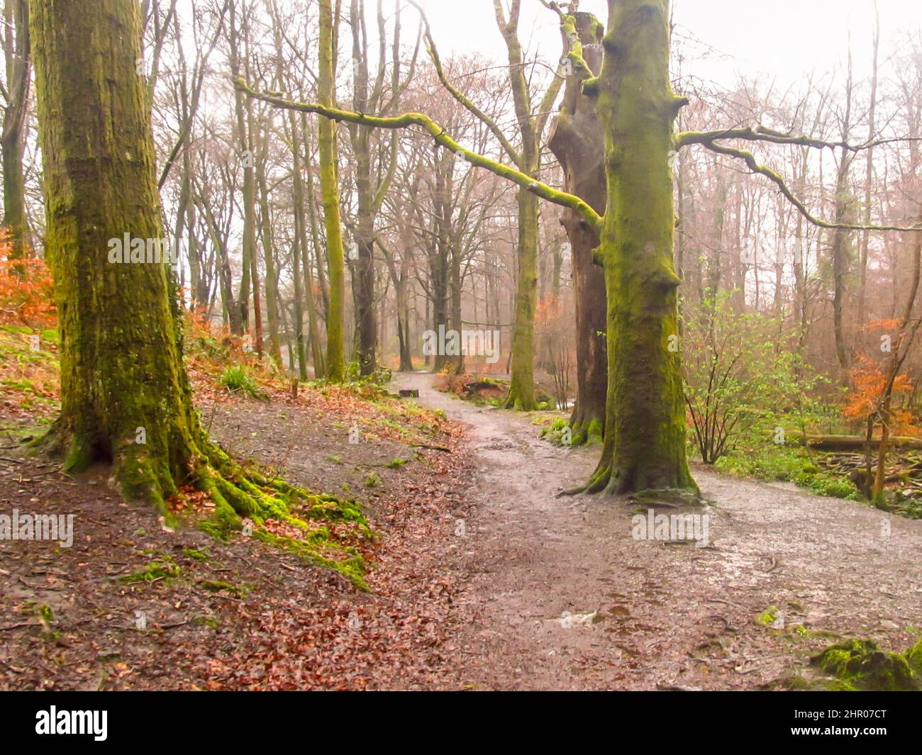 Un sentier menant à travers une forêt dans le Lake District, au Royaume-Uni, lors d'une journée humide et froide au début du printemps Banque D'Images