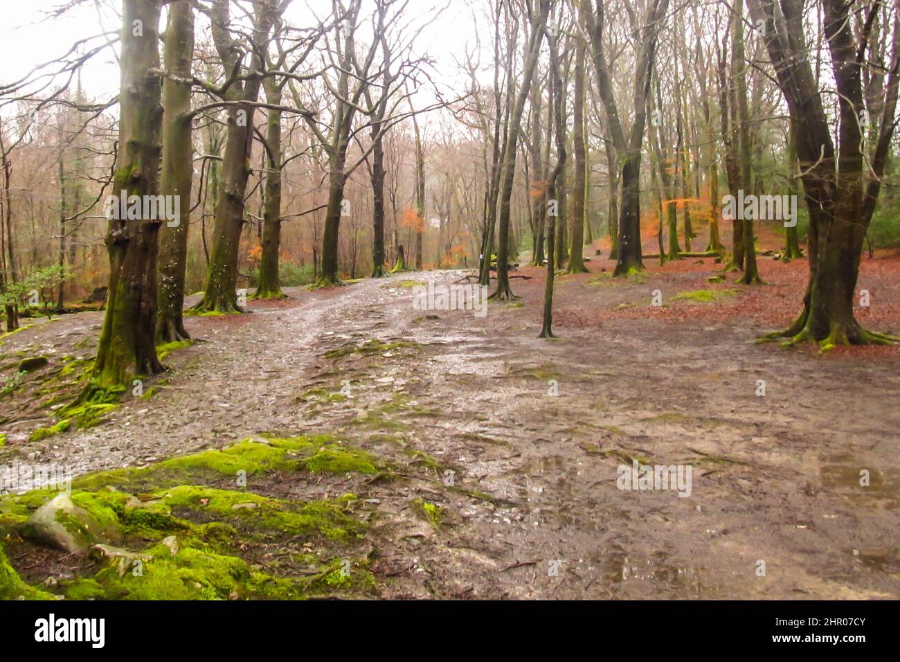 Un sentier menant à travers une forêt dans le Lake District, au Royaume-Uni, lors d'une journée humide et froide au début du printemps Banque D'Images