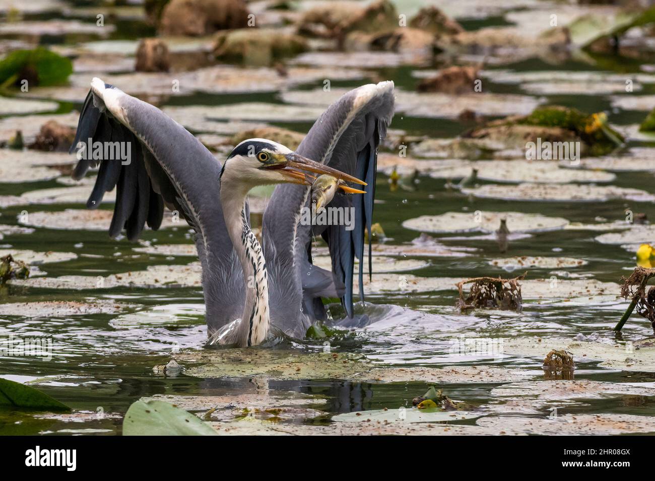 Un airone cinerino ha appena pescato un pesce tra le acque dell'Oasi Lipu di Torrile (Parme, Italie) Banque D'Images