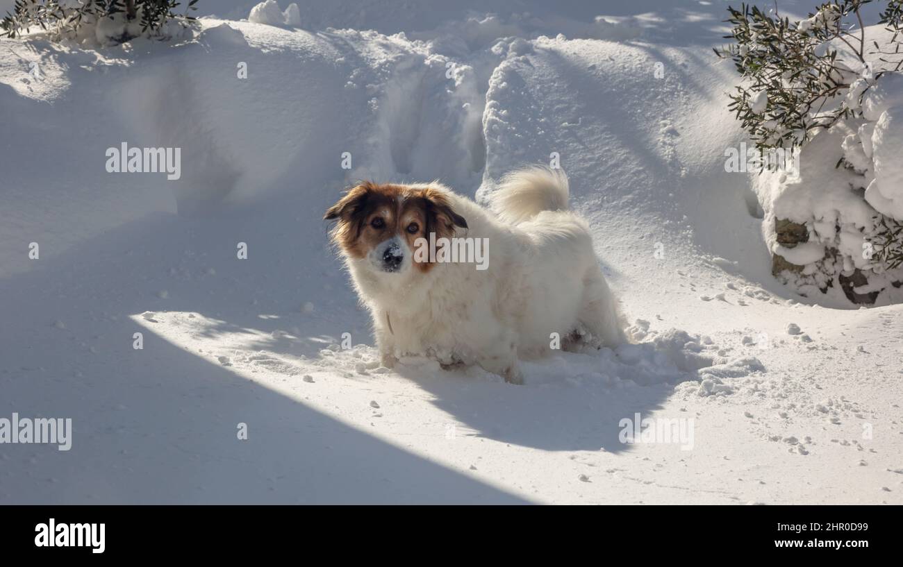 Chien berger grec couleur blanche avec tête brune jouer avec la neige après la chute de neige, fond neigeux, jour ensoleillé. Banque D'Images