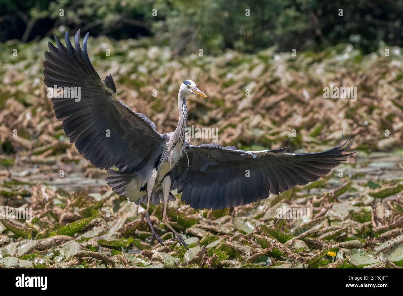 Un airone cinerino ad ali spiegate plana sull'acqua dell'Oasi Lipu di Torrile (Parme, Italie) Banque D'Images