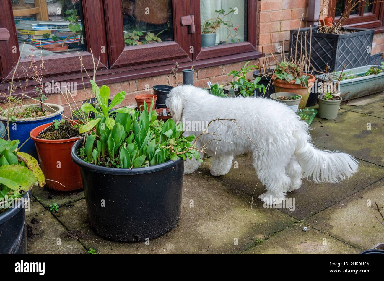 Un petit chien d'animal blanc explore des baignoires de plantes qui poussent sur un patio dans un jardin. Banque D'Images