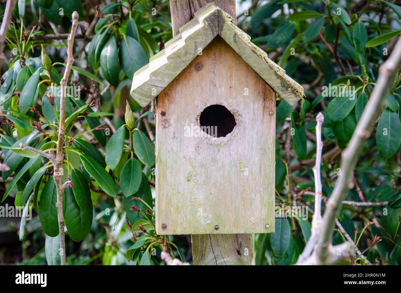 Gros plan d'une boîte à oiseaux abîmée dans un jardin résidentiel. Banque D'Images