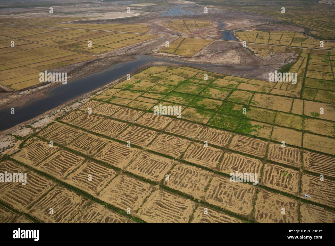 Les terres fertiles de riz dans le delta du fleuve Sénégal sont bordées par des rivières et des canaux d'irrigation dans le nord du Sénégal, en Afrique de l'Ouest. Banque D'Images