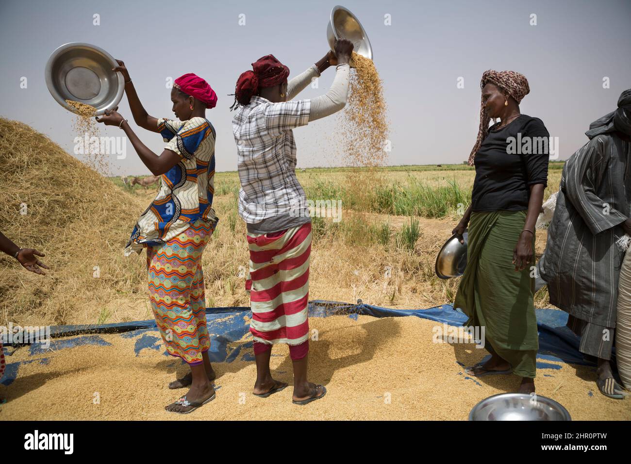 Les femmes travaillent ensemble pour battre et récolter des tiges et des céréales de riz fraîchement récoltées dans le delta du fleuve Sénégal, dans le nord du Sénégal, en Afrique de l'Ouest. Banque D'Images