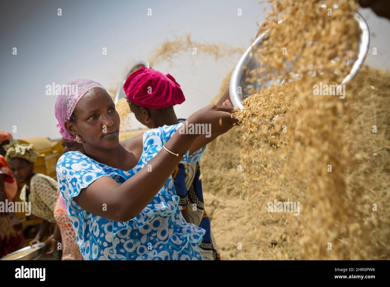 Les femmes travaillent ensemble pour battre et récolter des tiges et des céréales de riz fraîchement récoltées dans le delta du fleuve Sénégal, dans le nord du Sénégal, en Afrique de l'Ouest. Banque D'Images