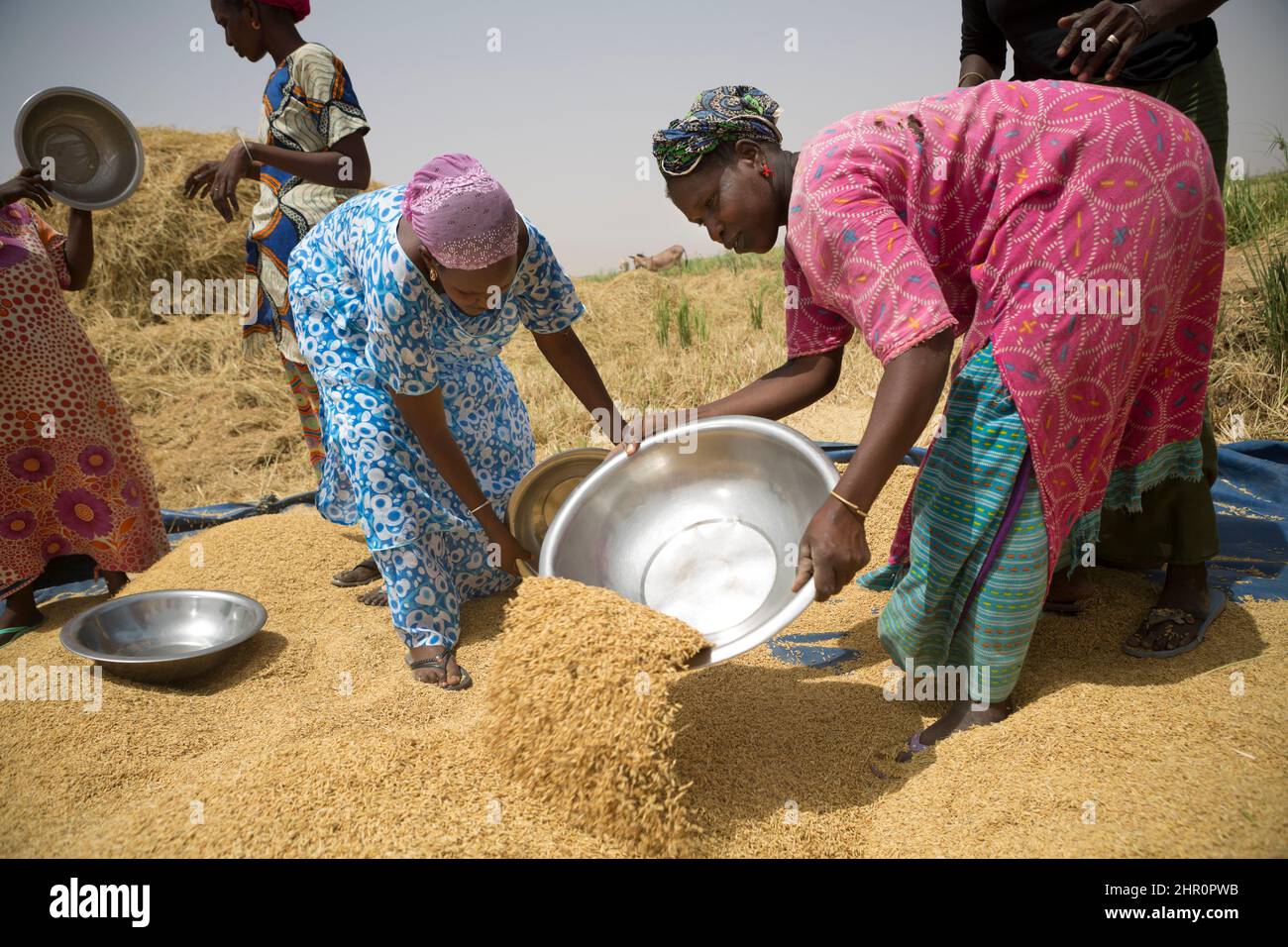 Les femmes travaillent ensemble pour battre et récolter des tiges et des céréales de riz fraîchement récoltées dans le delta du fleuve Sénégal, dans le nord du Sénégal, en Afrique de l'Ouest. Banque D'Images