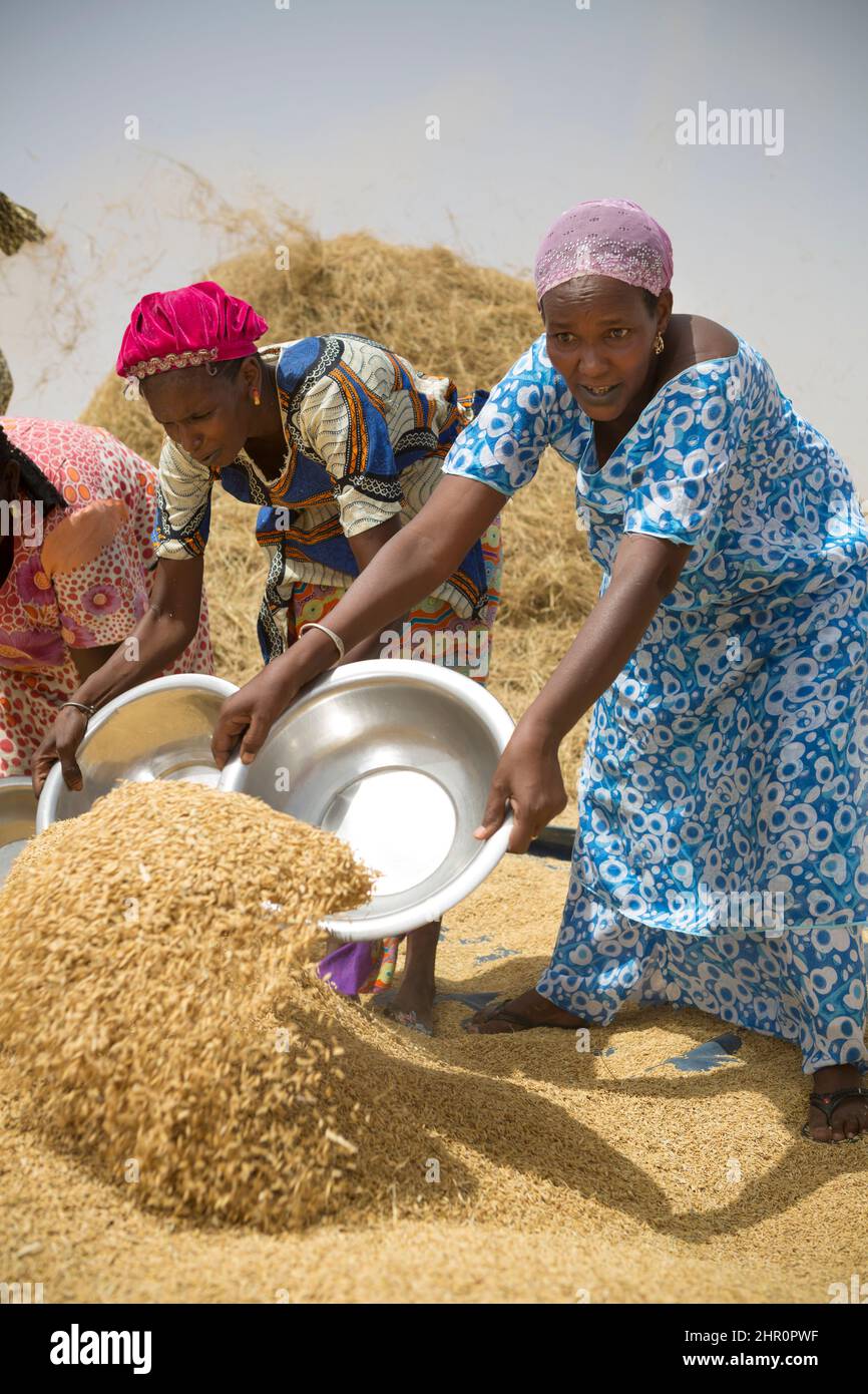 Les femmes travaillent ensemble pour battre et récolter des tiges et des céréales de riz fraîchement récoltées dans le delta du fleuve Sénégal, dans le nord du Sénégal, en Afrique de l'Ouest. Banque D'Images