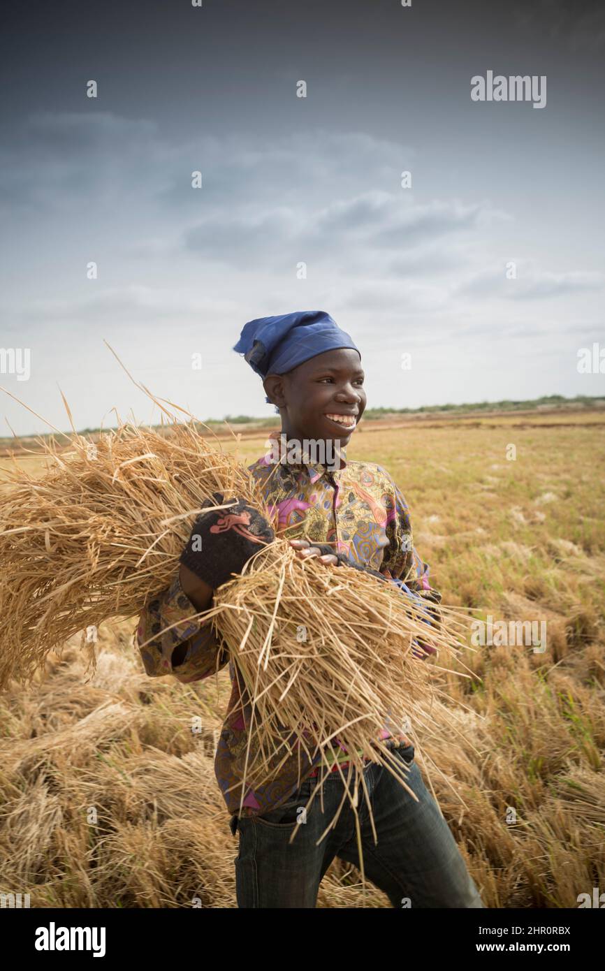 Un jeune travaille à glaner un champ en enlevant et en empilant le foin laissé de battage de la récolte de riz dans le nord du Sénégal, en Afrique de l'Ouest. Banque D'Images