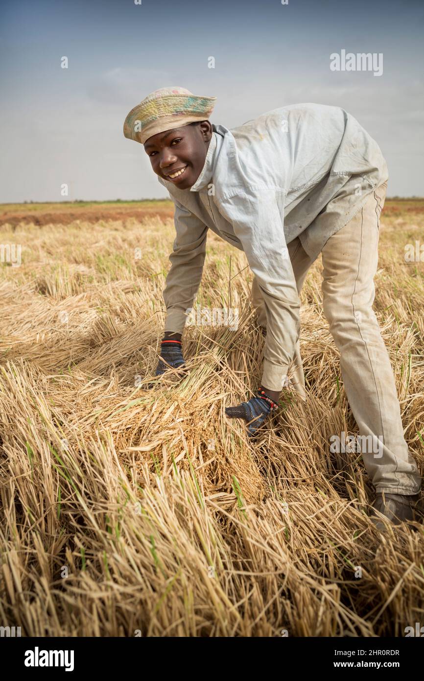 Un jeune travaille à glaner un champ en enlevant et en empilant le foin laissé de battage de la récolte de riz dans le nord du Sénégal, en Afrique de l'Ouest. Banque D'Images